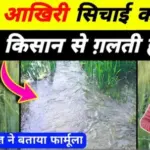 गेहूं में आखिरी सिचाई कब करे 99% किसान से ग़लती होती है.!